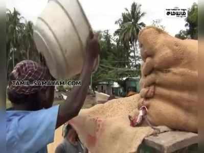 முதல் போக  நெல் சாகுபடி அறுவடை பணிகள் தீவிரம்.  !