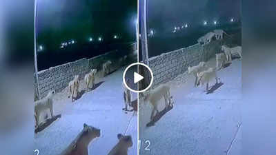 Sher Ka Video: गुजरात में लोगों के घरों के पास घूमता दिखा शेरों का झुंड, डराने वाला वीडियो वायरल