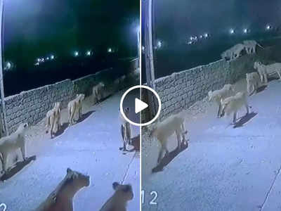 Sher Ka Video: गुजरात में लोगों के घरों के पास घूमता दिखा शेरों का झुंड, डराने वाला वीडियो वायरल
