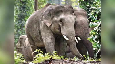 Elephant Attack: 4,500 साल पुराना है इंसानों और हाथियों का रिश्‍ता, जानिए क्‍यों करते हैं हमला