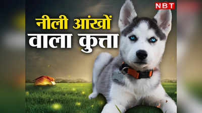 Viral News: ये नीली आंखें डराती हैं! भारत में अब छोटा भेड़िया पालने का क्यों बढ़ रहा क्रेज