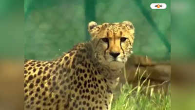Kuno Cheetah Latest News : আরও ১২ চিতা আসছে কাল