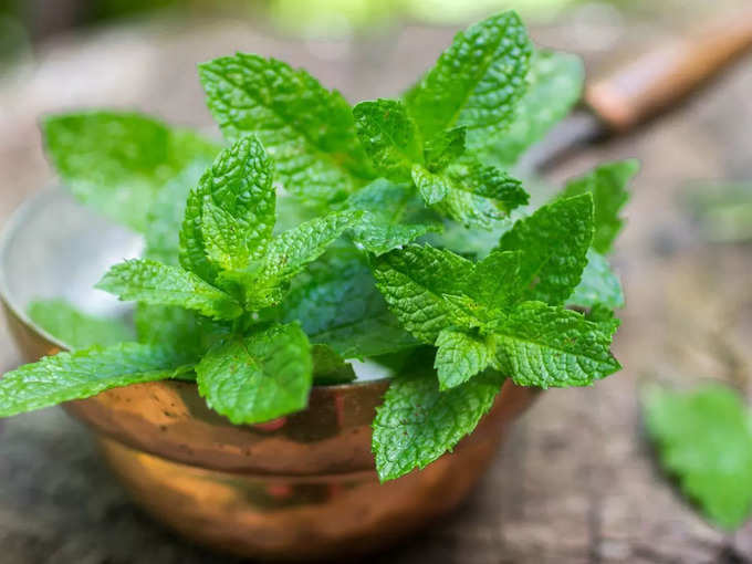 खांसी का घरेलू इलाज है पुदीना (Peppermint for Cough)