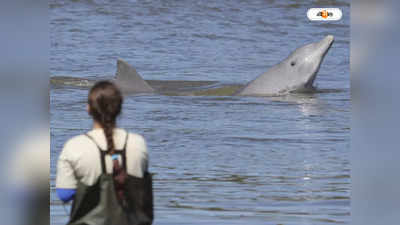 Ganges Dolphin : শুশুক বাঁচাতে ফরাক্কা থেকে মোহনায় নজর