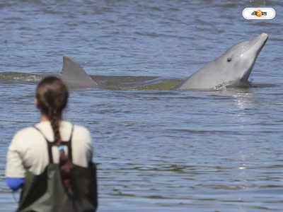 Ganges Dolphin : শুশুক বাঁচাতে ফরাক্কা থেকে মোহনায় নজর