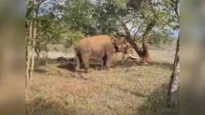 தாளவாடி அருகே முதியவரை மிதித்த யானை - விறகு எடுக்க சென்றவர் பரிதாப பலி