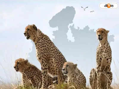African Cheetah In India : এলেম নতুন দেশে..., ভারতে থাবা রাখল ১২ আফ্রিকান চিতা