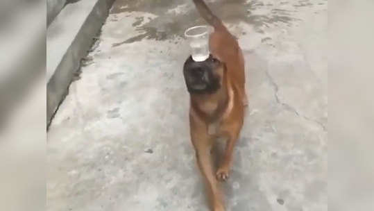 this dogs balancing act will make you smile