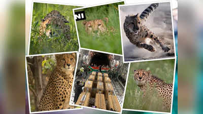 Cheetah: దక్షిణాఫ్రికా నుంచి IAF విమానంలో వచ్చిన 12 చీతాలు.. నమ్మలేని నిజాలు