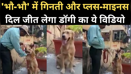viral video of a dog doing mathematical calculation