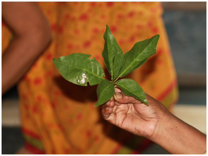 ಬಿಲ್ವಪತ್ರೆ ಎಲೆಗಳು