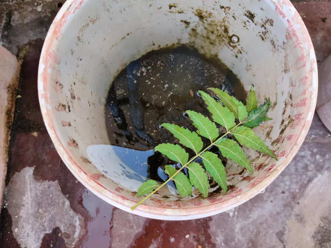 ಬೇವಿನ ಎಲೆಗಳು