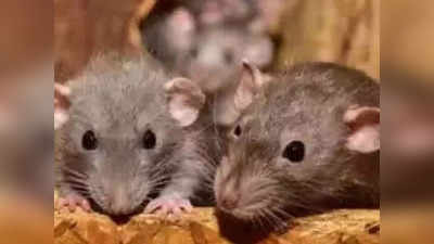 Kerala News: केरल कोर्ट में चूहों ने खाया सबूत के तौर पर रखा गांजा, क्या छूट जाएगा अपराधी?