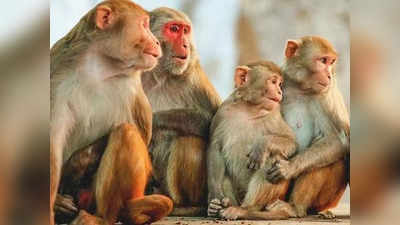Hardoi में खेत के किनारे 7 बंदरों के शव मिलने से हड़कंप, पोस्टमॉर्टम रिपोर्ट आई तो दंग रह गए लोग
