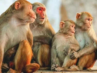 Hardoi में खेत के किनारे 7 बंदरों के शव मिलने से हड़कंप, पोस्टमॉर्टम रिपोर्ट आई तो दंग रह गए लोग