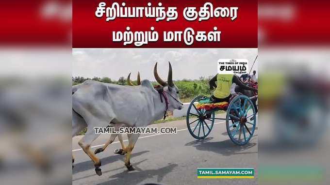 பொங்கல் பண்டிகையினை முன்னிட்டு மாபெரும் ரேக்ளா பந்தயம்