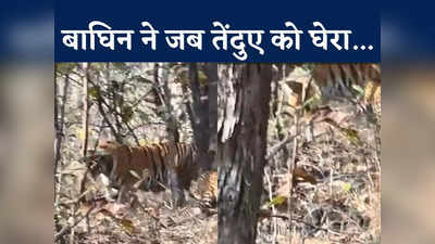 बाघिन के आगे लोटकर जान की भीख मांग रहा तेंदुआ, कैमरे में कैद हुआ जंगल का सबसे अद्भुत नजारा
