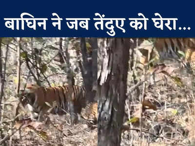 बाघिन के आगे लोटकर जान की भीख मांग रहा तेंदुआ, कैमरे में कैद हुआ जंगल का सबसे अद्भुत नजारा