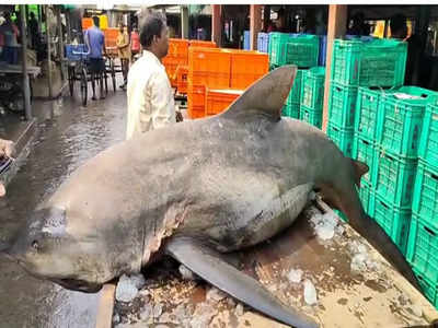 Digha Beach: দিঘা মোহনায় এবার হাঙর! খবর ছড়াতেই ভিড় পর্যটকদের