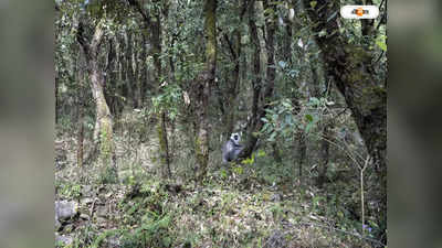 Wildlife : বন্যপ্রাণের পাচার-দুনিয়ায় ডানা মেলছে কোড নেম