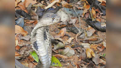 Rare Snake Found: ಕಾರವಾರದ ಕದ್ರಾ ಅರಣ್ಯದಲ್ಲಿ ಅತಿ ವಿರಳ ಒಕ್ಕಣ್ಣಿನ ನಾಗಿಣಿ ಪತ್ತೆ:  ಸುರಕ್ಷಿತವಾಗಿ ಕಾಡಿಗೆ