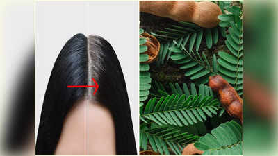 Tamarind For Hair: পাকা চুল কতবার রং দিয়ে ঢাকবেন? বরং পরিচিত এই পাতার হেয়ার প্যাক লাগান আর ম্যাজিক দেখুন