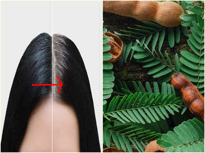 Tamarind For Hair: পাকা চুল কতবার রং দিয়ে ঢাকবেন? বরং পরিচিত এই পাতার হেয়ার প্যাক লাগান আর ম্যাজিক দেখুন