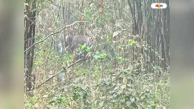 Jalpaiguri Elephant Attack :  ধূপগুড়িতে দলছুট হাতির লোকালয়ে প্রবেশ, তাণ্ডবে তছনছ একাধিক বাড়ি