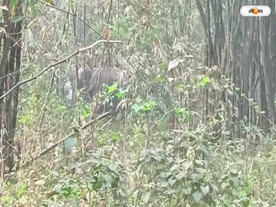 Jalpaiguri Elephant Attack :  ধূপগুড়িতে দলছুট হাতির লোকালয়ে প্রবেশ, তাণ্ডবে তছনছ একাধিক বাড়ি