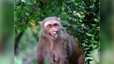 Pakistan Indian Monkey: भारत के बंदर से घबराए पाकिस्‍तानी, कोई भी चिड़‍ियाघर लेने को तैयार नहीं, बड़ी मुसीबत