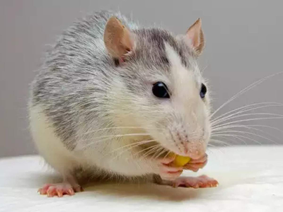 उंदरानं गांजा खाल्ल्याने पुरावाच मिटला, कोर्ट झालं हैराण तर आरोपीची चांदी