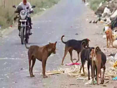 హృదయవిదారకం.. ఐదేళ్ల పిల్లాడిని పీక్కుతిన్న వీధి కుక్కలు