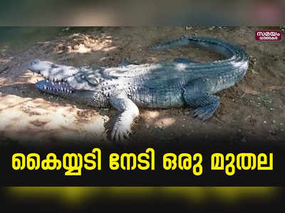 വൈറൽ മുതല ; അത്ഭുതപ്പെട്ട് നാട്ടുകാർ |crocodile|