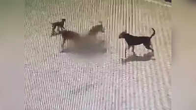 Hyderabad Dog Attack: चार साल के मासूम को आवारा कुत्तों ने नोचकर मार डाला, हैदराबाद में दहला देने वाली घटना
