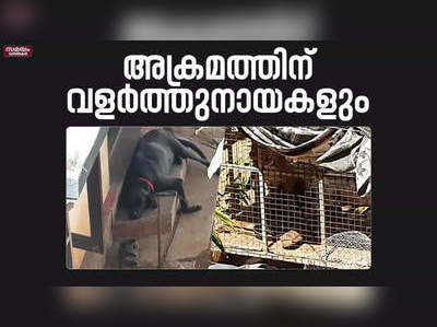 നായക്ക് പരിക്കേറ്റതിന് പുറമെ നഷ്ടമായത് അമ്മയുടെ ജീവനും