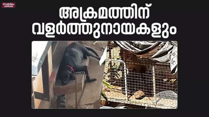 നായക്ക് പരിക്കേറ്റതിന് പുറമെ നഷ്ടമായത് അമ്മയുടെ ജീവനും