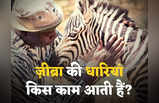 Why Zebra Have Stripes: ज़ीब्रा पर यूं ही नहीं होती ब्लैक एंड व्हाइट धारियां, करती हैं सुरक्षाकवच का काम, जानें दिलचस्प रहस्य