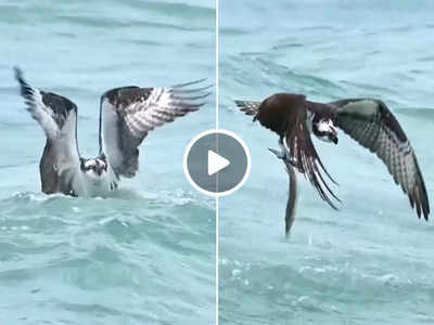 पक्षी ने पानी में घुसकर किया मछली का शिकार, वीडियो देखकर पब्लिक दंग रह गई