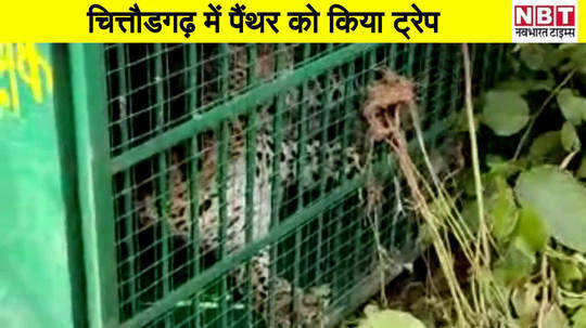 panther was searched for 8 days in chittorgarh this is how the trap happened