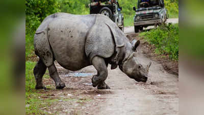 কাজিরাঙা জাতীয় অরণ্য সম্পর্কে এই তথ্যগুলো জানলে সেখানে যাওয়ার ইচ্ছা বাড়বে বৈকি!