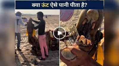 Camel Ka Viral Video: क्या ऊंट ऐसे पानी पीता है? फोटोग्राफर ने शेयर किया चौंकाने वाला वीडियो