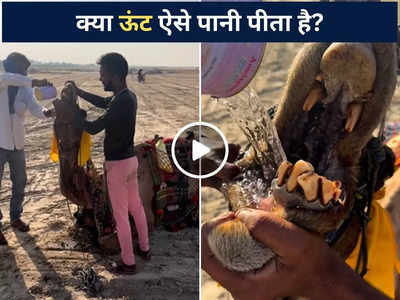 Camel Ka Viral Video: क्या ऊंट ऐसे पानी पीता है? फोटोग्राफर ने शेयर किया चौंकाने वाला वीडियो