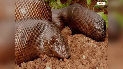 Red Sand Boa Price : এক নিমেষে ভাগ্য বদলে দিতে পারে এই সাপ? শিলিগুড়িতে উদ্ধার হওয়া রেড স্যান্ড বোয়ার বিশেষত্ব জানুন