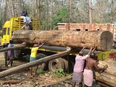 വനം വകുപ്പിനെ ഞെട്ടിച്ച ലേലം; 114 വർഷം പഴക്കമുള്ള നിലമ്പൂർ തേക്കിന് ലഭിച്ചത് 39.25 ലക്ഷം രൂപ