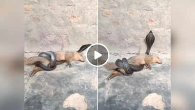 Viral Video: नेवले ने किंग कोबरा से लिया पंगा, सांप ने उसे अपनी ताकत दिखा दी!