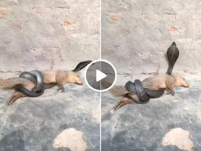 Viral Video: नेवले ने किंग कोबरा से लिया पंगा, सांप ने उसे अपनी ताकत दिखा दी!