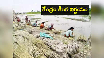 Jute Farmers: కేంద్రం గుడ్‌న్యూస్.. 40 లక్షల రైతులకు ప్రయోజనం.. ఏం నిర్ణయం తీసుకుందంటే? 