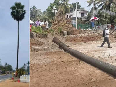 യക്ഷി വസിക്കുന്നതെന്ന് വിശ്വാസം; പരിഹാരക്രിയയുമായി തന്ത്രി, ഒടുവിൽ ഒറ്റപ്പന മുറിച്ചുമാറ്റി