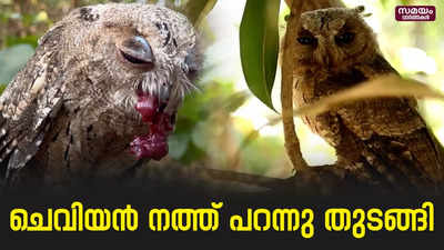 ആഹാരം തേടി പുറത്തു പോവും... രണ്ടാം ദിവസം മടങ്ങി വരും... |Scopes Owlet