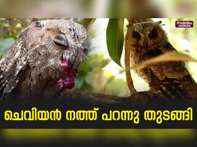 ആഹാരം തേടി പുറത്തു പോവും... രണ്ടാം ദിവസം മടങ്ങി വരും... |Scopes Owlet